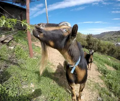 a goat is eating a branch from a fence at Pet Friendly Charming Cottage with Incredible Views and Hot-tub in Rainbow, California in Fallbrook