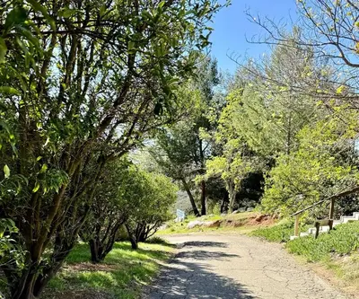 a dirt road with trees on either side at Pet Friendly Breathtaking Cottage with Hot-tub in Rainbow, California in Fallbrook