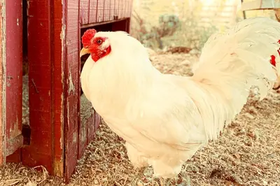 a white chicken is standing next to a fence at Pet Friendly Fantastic Secluded Cottage with Hot-tub in Rainbow, California in Fallbrook
