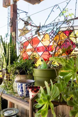 a group of potted plants sitting on a table at comfortable home in San Diego Lemon Grove area in Lemon Grove