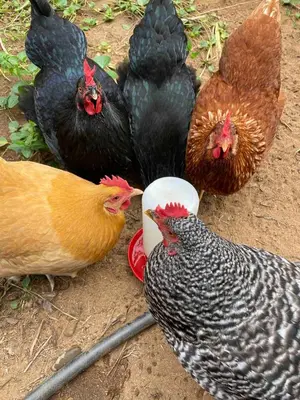 a group of chickens standing next to each other at Tropical retreat for whole family Fresh eggs Made to Entertain in Carlsbad