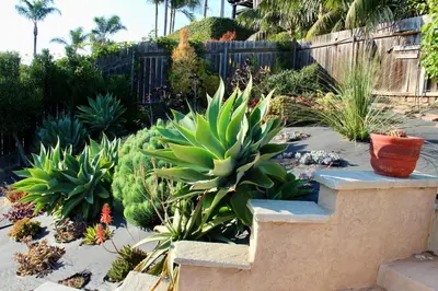 a garden with a bunch of succulents and plants at Rooms in Bay Park, San Diego in San Diego