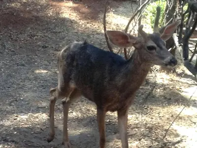 a baby deer is standing in the dirt at Grand Rustic Cabin Rental with Private Hot Tub near Escondido, California in Julian