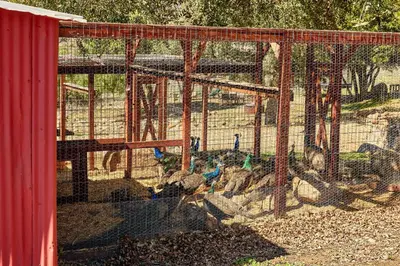 a group of birds sitting in a cage at 320 Acres Farmhouse in East County San Diego
