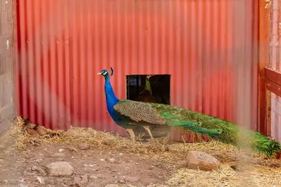 a peacock standing in front of a building at 320 Acres Farmhouse in East County San Diego