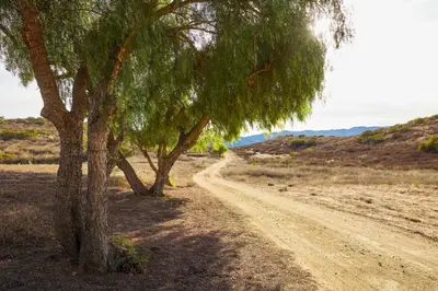a dirt road with two trees on the side at 320 Acres Farmhouse in East County San Diego