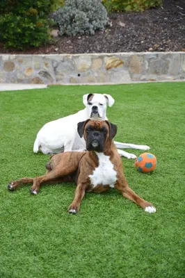 two dogs laying on the grass next to a ball at Casa Grotto in San Marcos