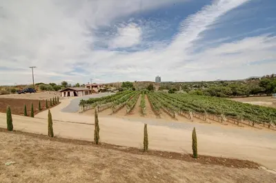 a road in a field with a bunch of vines at Casita Vino Dog-Friendly Vineyard Retreat & Stay in Escondido