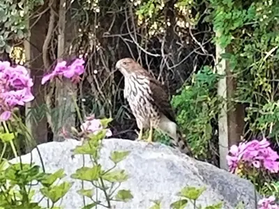 a bird sitting on top of a rock at La Casita Private Resort Spa and Mini Golf Course in Alpine