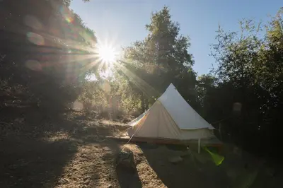 a white tent sitting in the middle of a forest at Cozy Bell Tent in Palomar Mountains in Pauma Valley