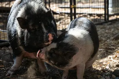 two pigs are standing next to each other at Cozy Bell Tent in Palomar Mountains in Pauma Valley