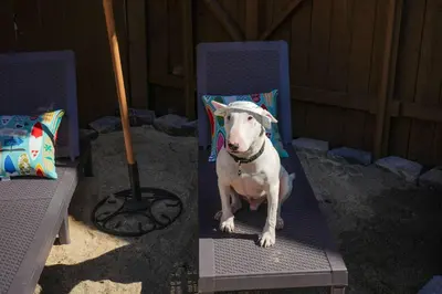 a dog wearing a hat sitting on a chair at Catch of the Day Pet-Friendly El Pescador 1 Block from the Beach in San Diego