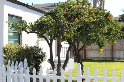 an orange tree in front of a white fence at Sweet n Cozy Cottage near Little Italy & Gaslamp in San Diego