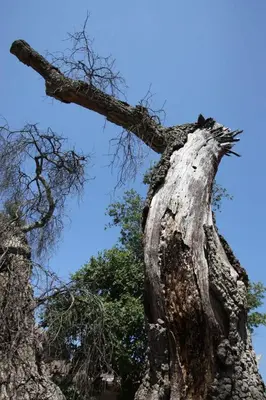 a tree that is looking up into the sky at Temecula Wine Country Ranch with 200 year old oaks in Temecula