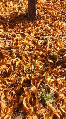 a pile of leaves on the ground in the woods at Temecula Wine Country Ranch with 200 year old oaks in Temecula