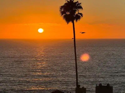 a palm tree and a bird in front of a sunset at Amazing La Jolla Ocean View 2 bedroom apartment in San Diego
