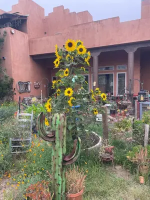 a plant with sunflowers in front of a building at Mystic Canyon Inn Bed & Breakfast in El Cajon