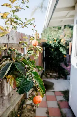 a tree with fruit hanging from a fence at Mira Mesa Private Suite with Private Bath & Entry #1 in San Diego