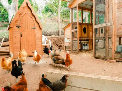 a group of chickens standing around a chicken coop at 6BR Enchanted Estate on 5 Acres Pool & Mini Horses in Bonsall