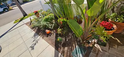 a garden of plants and flowers on a sidewalk at Oasis Hillcrest in San Diego