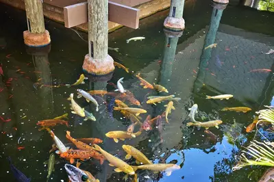 a group of koi fish in a pond at North Coast Village D204 in Oceanside