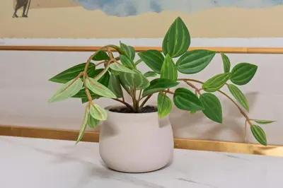 a plant in a white vase sitting on a table at Spacious Single Level Home In Poway in Poway