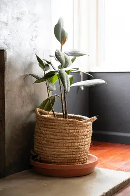 a plant in a basket sitting on a table at SoCal Living w/ Pool, hot tub and movie theater in San Diego