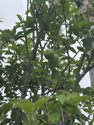 a tree with green tomatoes growing on it at Oceanside Tropical Resort with HEATED POOL & SPA! in Oceanside