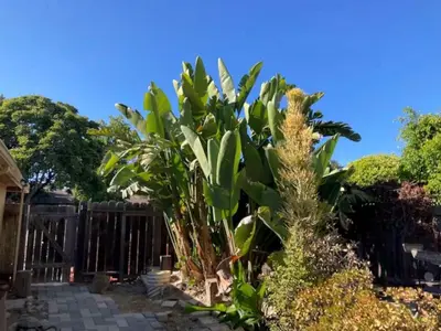 a bunch of plants in a yard next to a fence at Redwing in San Marcos