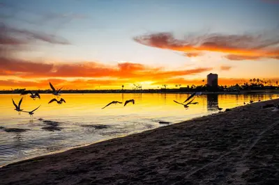 a group of birds flying over the water at sunset at Sunset on Sail Bay - Beautiful 2 Bedroom Condo in San Diego