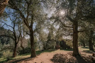 a group of trees in a park with a bench at Off-Grid Tiny Home Pacific Views & Serenity in Pauma Valley