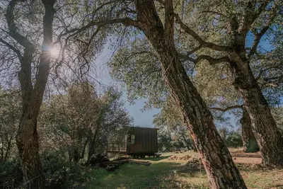 a smallshed in the middle of a forest of trees at Off-Grid Tiny Home Pacific Views & Serenity in Pauma Valley