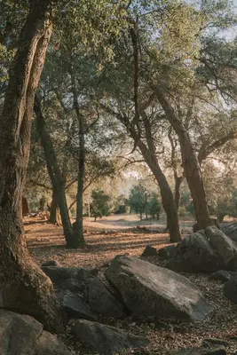a group of trees and rocks in a park at Off-Grid Tiny Home Pacific Views & Serenity in Pauma Valley