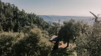 a small cabin in the middle of a forest of trees at Tiny Home Above the Clouds Pacific Views in Pauma Valley