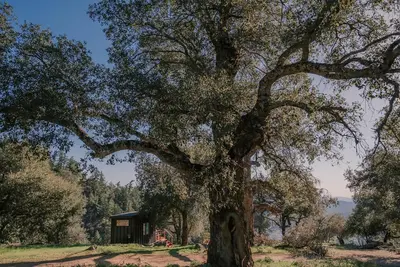 a large oak tree with a small shed under it at Tiny Home Above the Clouds Pacific Views in Pauma Valley