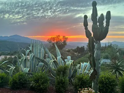 a cactus in a garden with a sunset in the background at Painted sky casita in San Diego