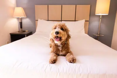 a brown dog sitting on a white bed at Sonesta Simply Suites Irvine Spectrum in Irvine
