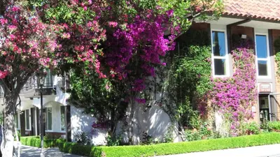 a house with purple flowers on the side of it at Laguna Hills Lodge-Irvine Spectrum in Laguna Hills