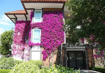 a building with purple flowers on the side of it at Laguna Hills Lodge-Irvine Spectrum in Laguna Hills