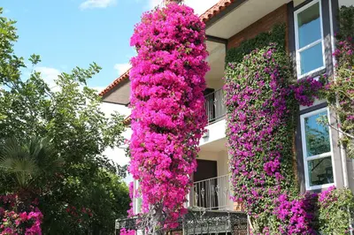 a building covered in lots of purple flowers at Laguna Hills Lodge-Irvine Spectrum in Laguna Hills