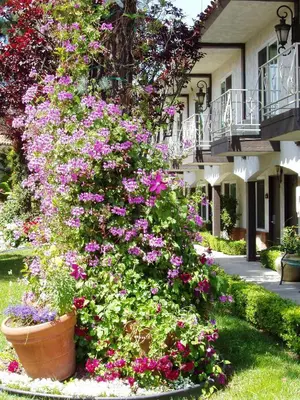 a large pot of flowers in front of a house at Laguna Hills Lodge-Irvine Spectrum in Laguna Hills
