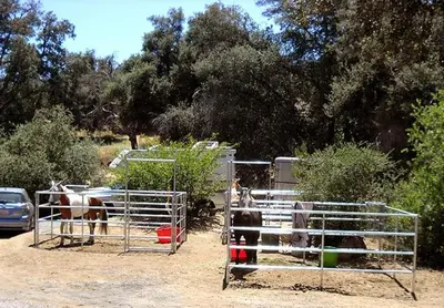a couple of horses in a pen with a car at Oakzanita Springs Camping Resort Cottage 4 in Descanso