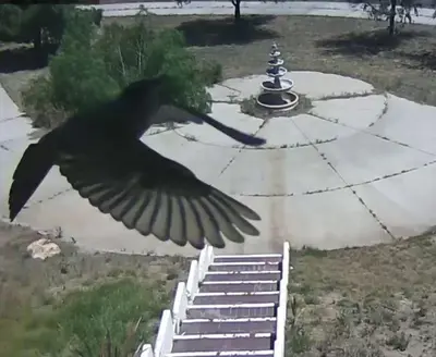 a bird flying in front of a fountain at Mansion on the Hill let 4 Rooms, 5th cost extra in Sage