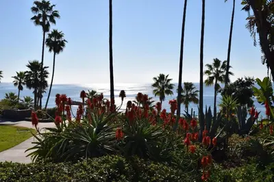 a view of the beach and palm trees and flowers at Laguna Shores Studio Suites in Laguna Beach
