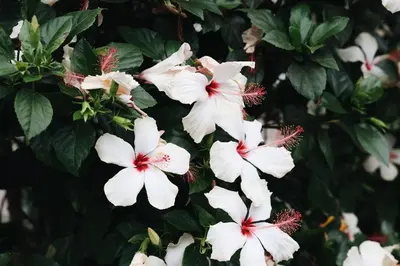 a group of white flowers on a tree at Hotel Ash&9th in San Diego