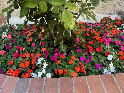 a bunch of flowers in a flower bed at Laguna Inn and Suites in San Juan Capistrano