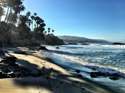 a dog walking on the beach near the ocean at Rent Laguna Beach Sanctuary in Laguna Beach