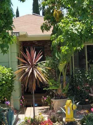 a garden with a yellow fire hydrant in front of a house at Casa Tranquility in San Diego