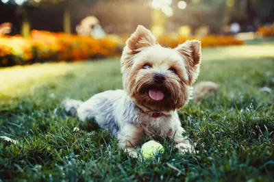 a small dog laying in the grass with a ball at Alma San Diego Downtown, a Tribute Portfolio Hotel in San Diego