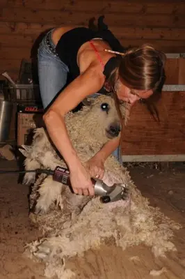 a woman shearing the wool off of a sheep at Wine Country Private Working Sheep Farm; Rustic Elegance in Temecula